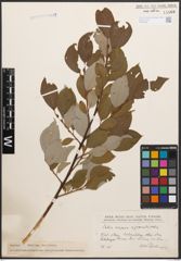 Foto von Salix caprea L. x Salix grandifolia Ser.